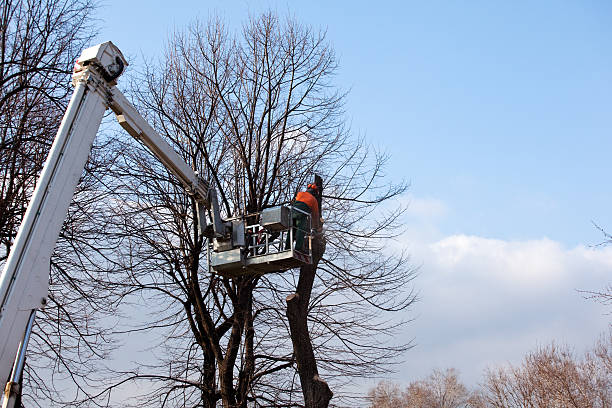 How Our Tree Care Process Works  in  Lake Of The Woods, VA
